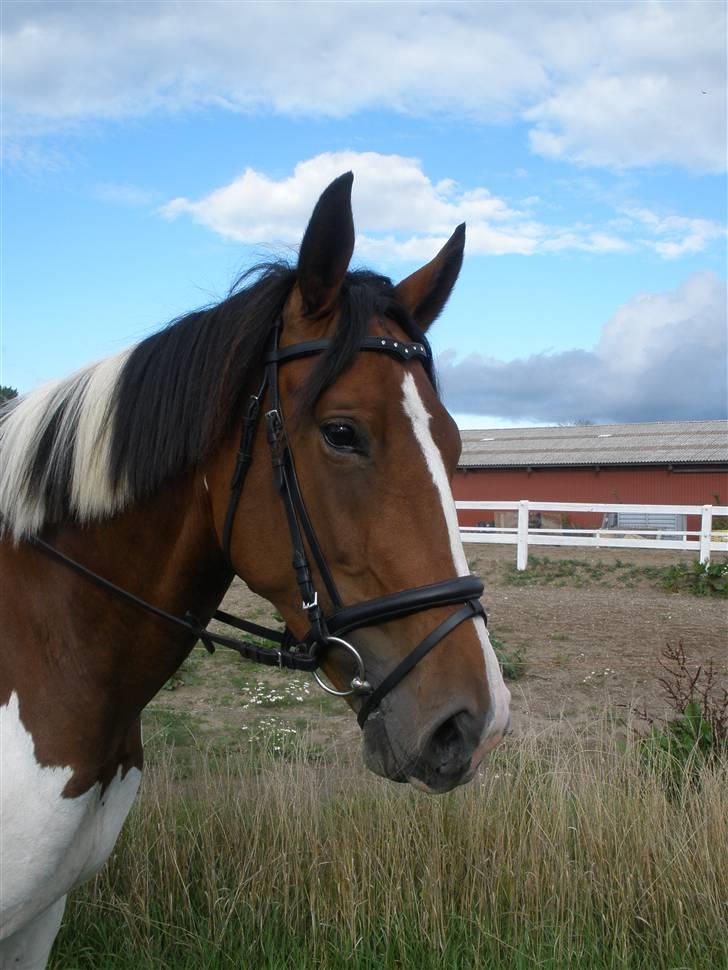 Pinto Søgårdens Irish Spring - Modelbillede (eller næsten :P  ) billede 14