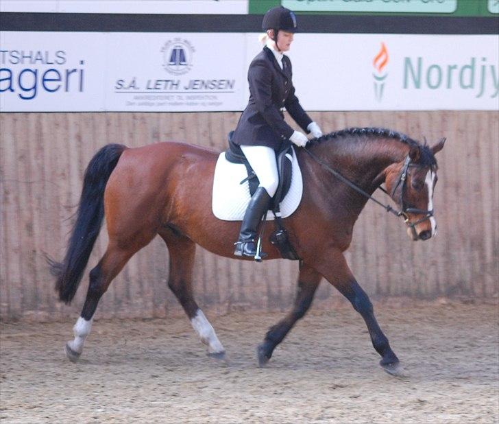 Dansk Varmblod Kadron Nexen (Ryppe) - Stævne april 2011, ned og frem, må gerne søge lidt mere ned.. Foto: Annika billede 18