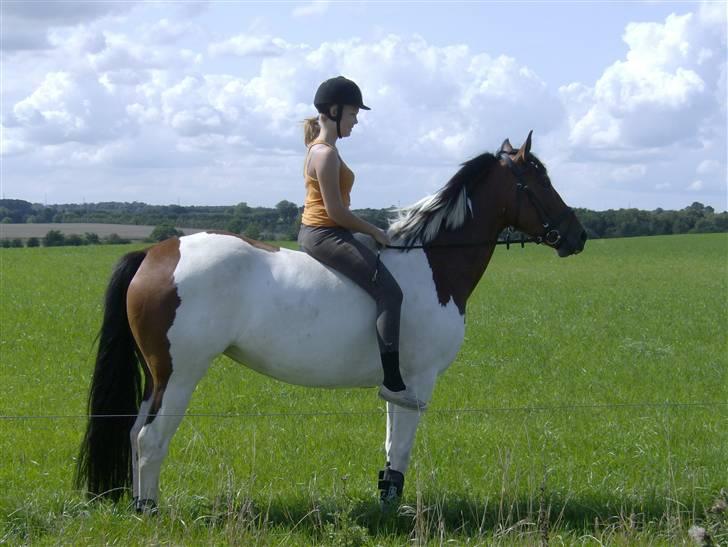 Pinto Søgårdens Irish Spring - Hvad har damen mon fået øje på? billede 15