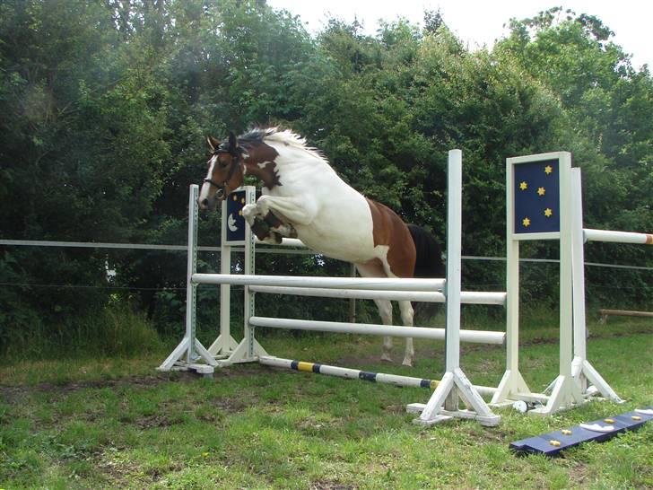 Pinto Søgårdens Irish Spring - Løsspring forår 08 (billede lånt af tidligere ejere) billede 16