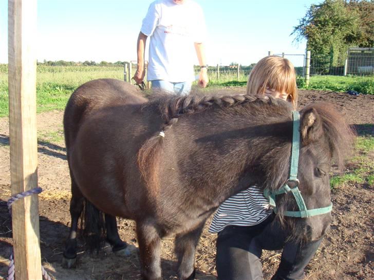 Miniature Søbygård´s Surprise billede 1