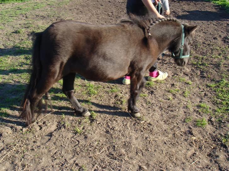 Miniature Søbygård´s Surprise billede 2