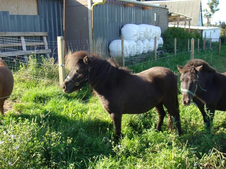 Miniature Søbygård´s Surprise billede 3