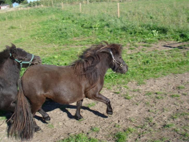 Miniature Søbygård´s Surprise billede 4