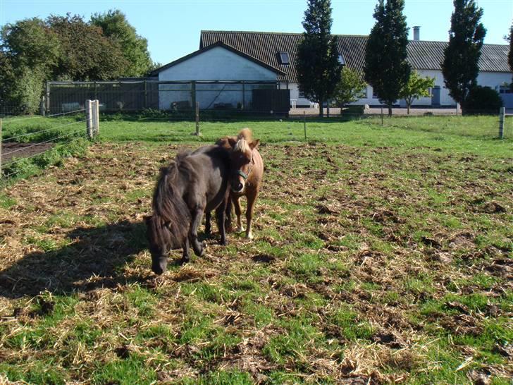 Miniature Søbygård´s Surprise billede 6