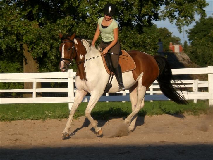 Pinto Søgårdens Irish Spring - Lækker galop ! billede 19