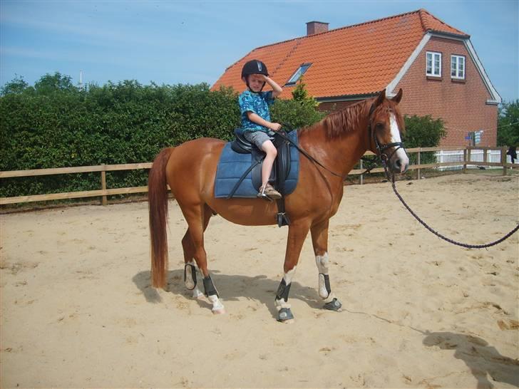 Anden særlig race Joep *solgt* - min fætter på 6 skulle lige prøve joep:) 2 min efter billedet blev taget sagde han"jeg vil gerne ride selv" også tøffede de ellers rundt, det så sødt ud;) billede 8