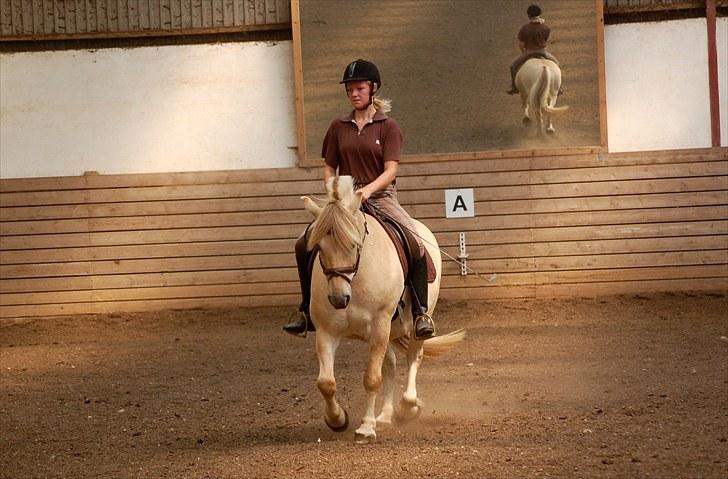 Fjordhest Heine Høj - Heine & Mig forsøger med dressur. Fotograf Sanne Kolind billede 12