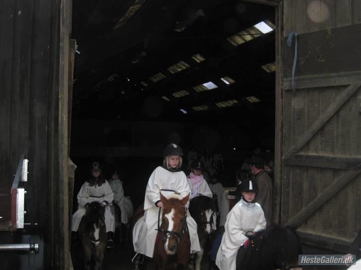 Anden særlig race Lighter *rideskolepony :( - så er vi færdig med Lucia opvisning 2008<33 billede 4