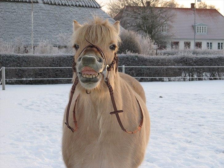 Fjordhest Heine Høj - Når Heine rigtigt skal være charmerende :b <3 03/01-2011 billede 8