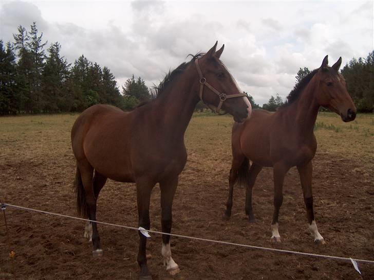 Anglo Araber (AA) Østergaards Casiro(SOLGT) - Casiro på sommergræs juni 2008 billede 1