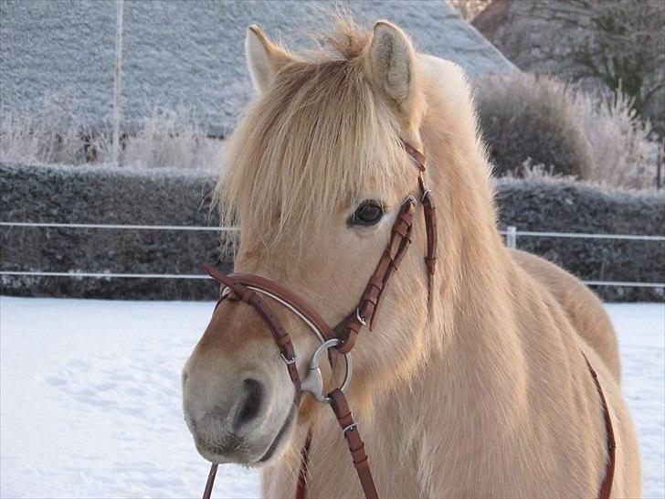 Fjordhest Heine Høj - Dejlige Heine <3 03/01-2011 billede 1