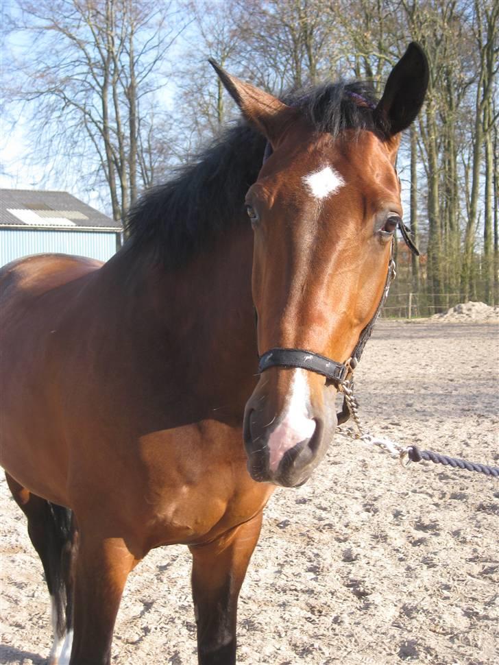 Dansk Varmblod                                    - Lantino (Mule - :) billede 8