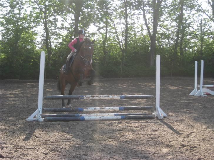 Dansk Varmblod                                    - Lantino (Mule - 2. gang jeg sprang på Tino :) vi sprang 80cm. første gang, og dette spring er så godt nok kun 60cm. -taget af Line S. S. torsdag d. 30 april 2009 billede 10
