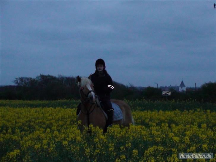 Haflinger Rubin !<3 billede 1