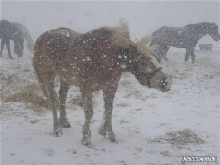 Haflinger Rubin !<3 billede 2