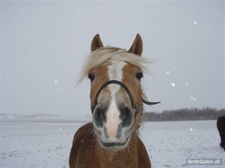 Haflinger Rubin !<3 billede 3