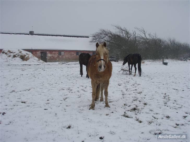 Haflinger Rubin !<3 billede 4