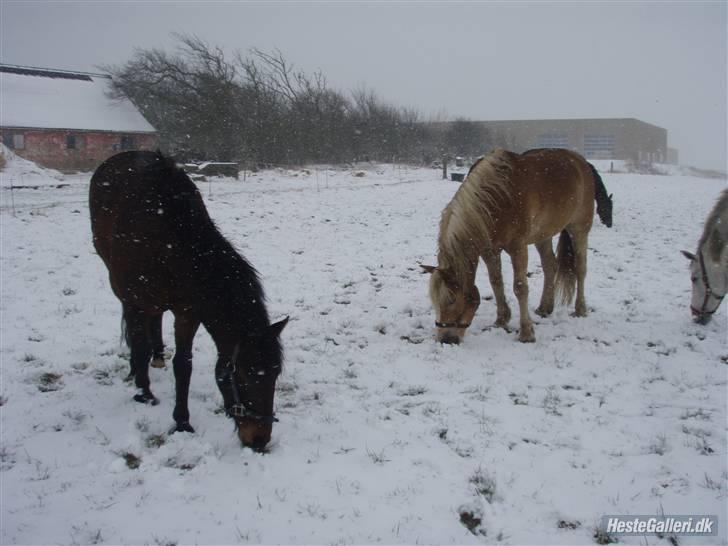 Haflinger Rubin !<3 billede 5