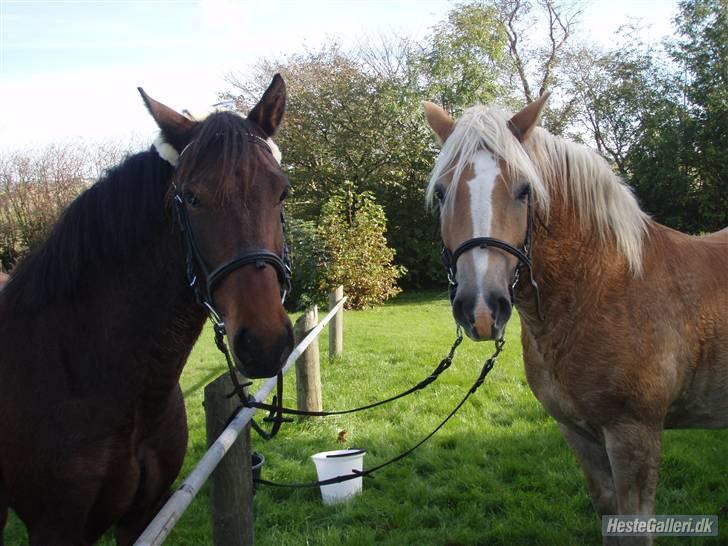 Haflinger Rubin !<3 billede 6