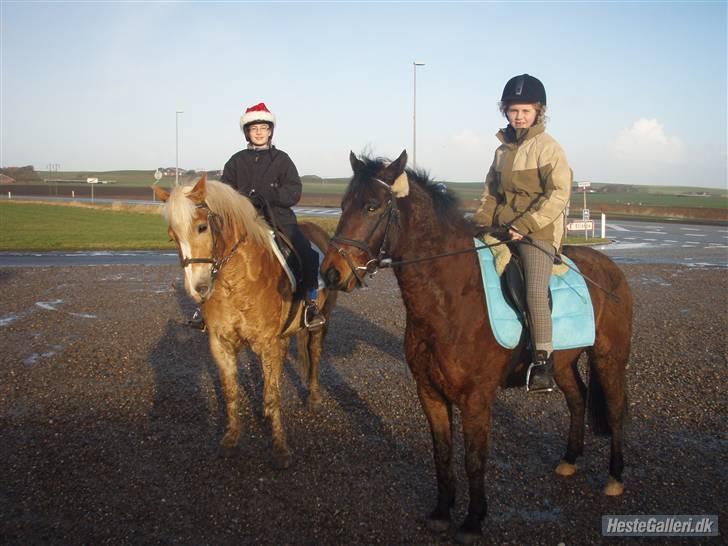 Haflinger Rubin !<3 billede 7