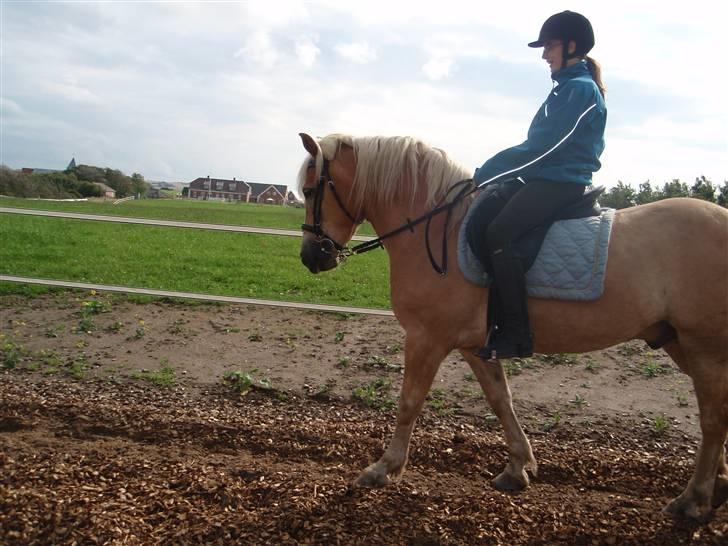 Haflinger Rubin !<3 billede 8