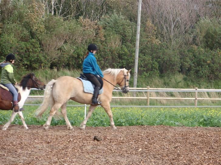 Haflinger Rubin !<3 billede 9