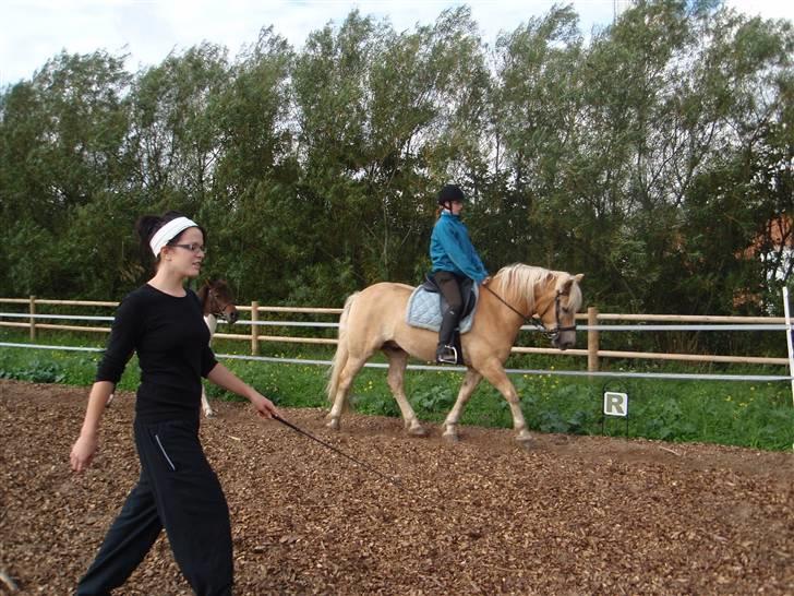 Haflinger Rubin !<3 billede 10