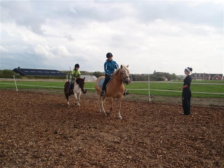 Haflinger Rubin !<3 billede 11