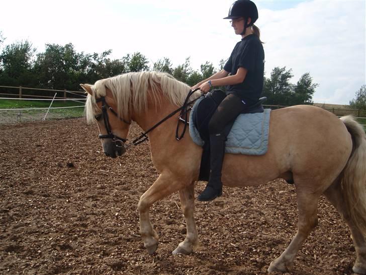 Haflinger Rubin !<3 billede 12