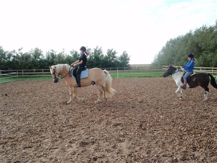 Haflinger Rubin !<3 billede 13