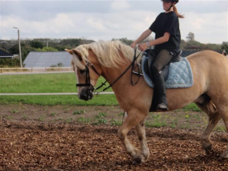 Haflinger Rubin !<3 billede 14