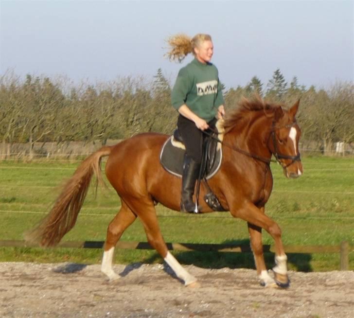 Anden særlig race Heimdals Spirit - Spirit og gamle ejer, lige inden jeg købte ham. billede 10