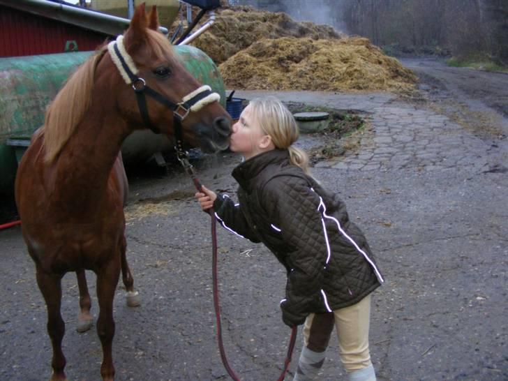 DSP Tanja - SOLGT - Kys til den skønne pony (; billede 15