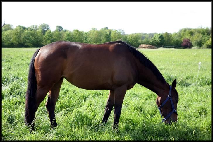 Anden særlig race Trinity - 10.05.09 - Trinity nyder solen og græset.  =) billede 8