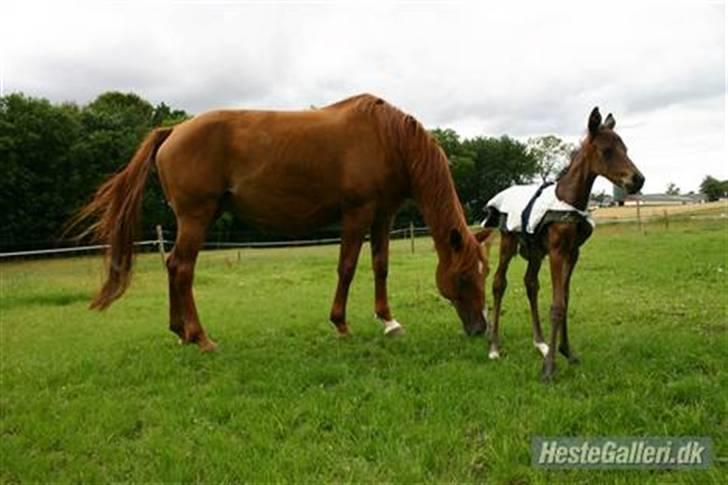 Anden særlig race Trinity - Trinity som lille bitte føl, sammen med hendes mor. :) billede 12
