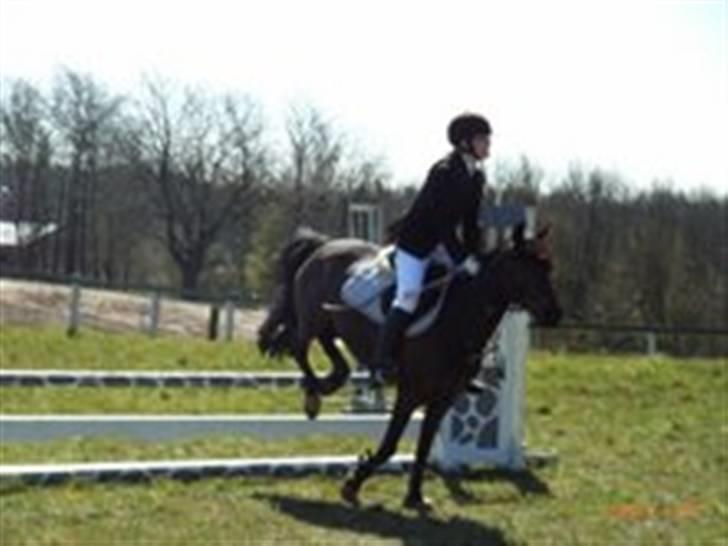 Anden særlig race ringo - her er vi til stævne i give også i en lc. billede 1