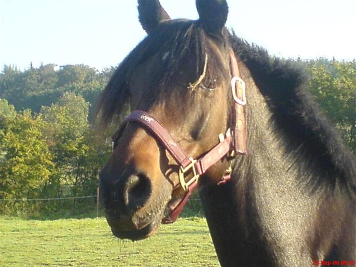 Anden særlig race ringo - han er meget nysgerrig. billede 3
