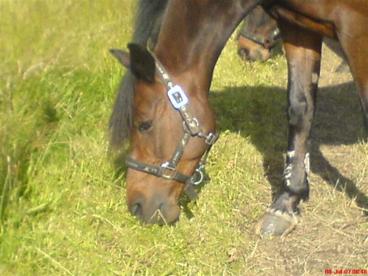 Anden særlig race ringo - en tidlig morgen jeg skulle på ferie men ikke uden at sige farvel. billede 4