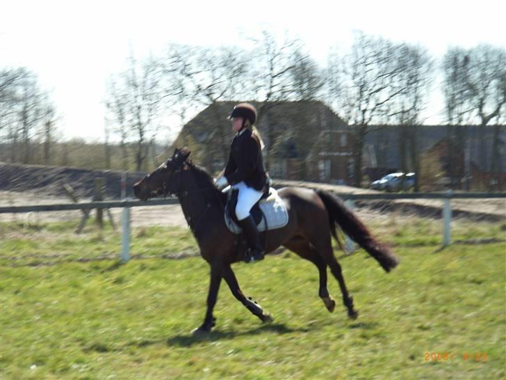 Anden særlig race ringo - her er vi til stævne i give og springer lc.  billede 5