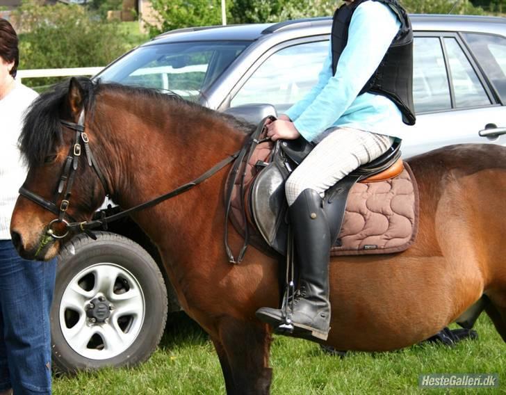 Anden særlig race Max [ELEVPONY] Red billede 4