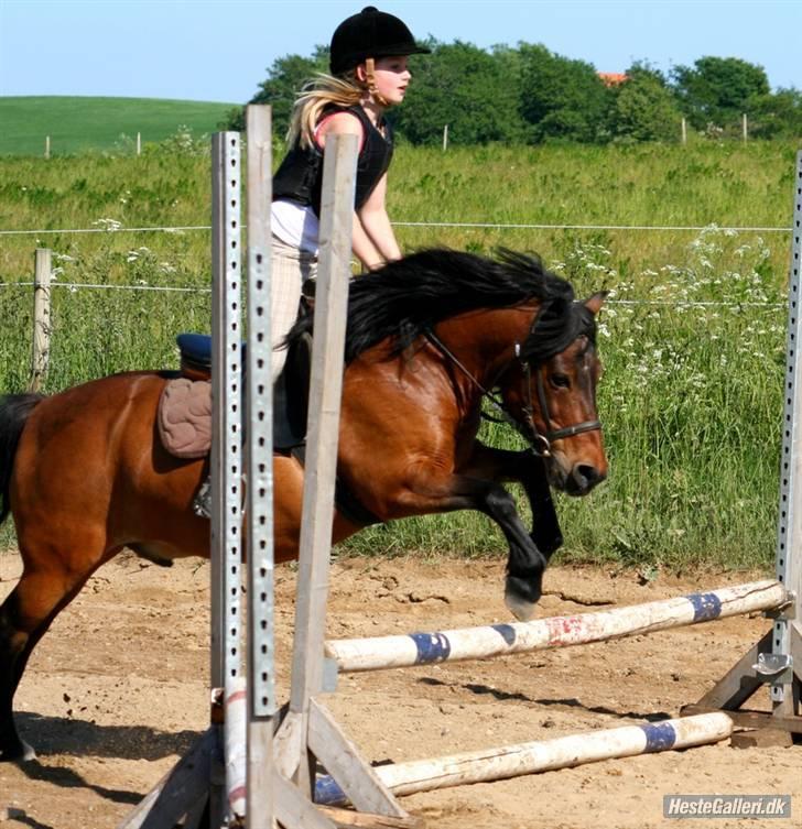 Anden særlig race Max [ELEVPONY] Red billede 5