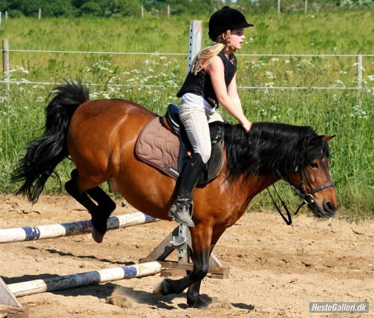 Anden særlig race Max [ELEVPONY] Red billede 7