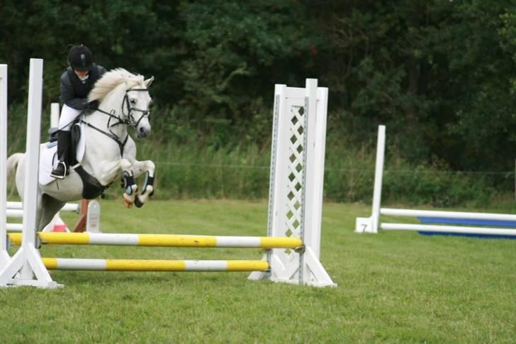 Welsh Pony (sec B) korreborgs figaro(SOLGT): - jeg fik en anden plads..1 stævne efter skaden og har kun sprunget 1 gang.. billede 14