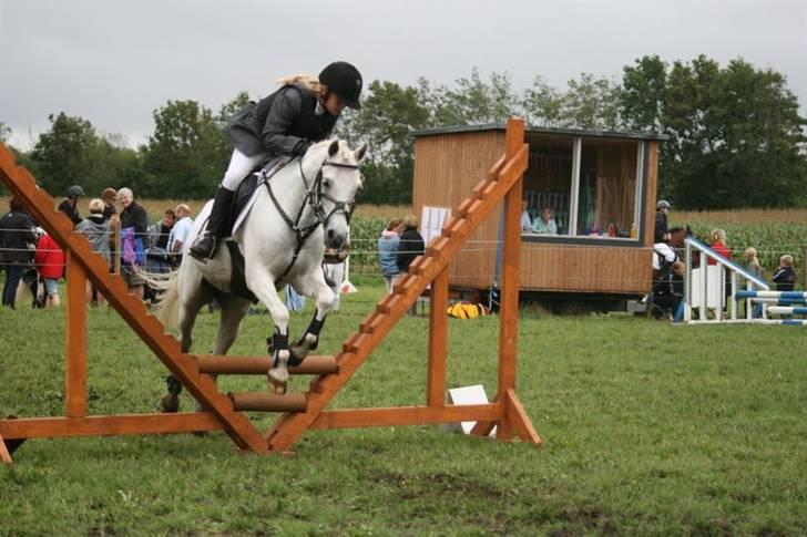 Welsh Pony (sec B) korreborgs figaro(SOLGT): - jeg springer som en engel.. fik en 2 plads.. jeg er flettet.!! billede 15