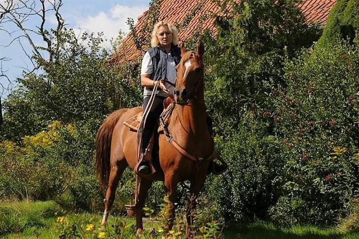 Arabisk fuldblod (OX) Aziza Zarafina billede 8