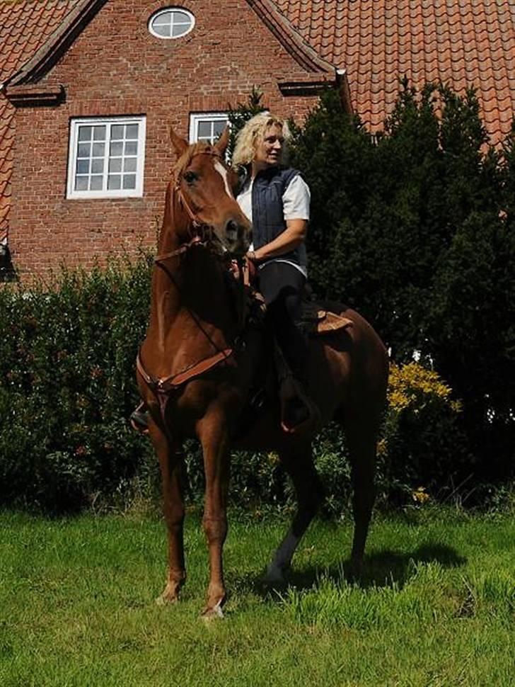 Arabisk fuldblod (OX) Aziza Zarafina billede 10