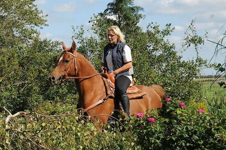 Arabisk fuldblod (OX) Aziza Zarafina billede 12