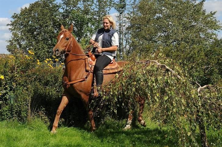 Arabisk fuldblod (OX) Aziza Zarafina billede 13