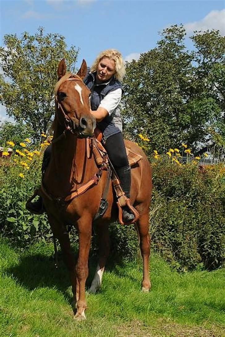 Arabisk fuldblod (OX) Aziza Zarafina billede 14